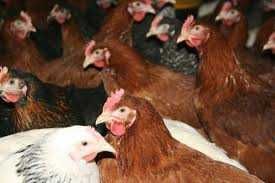 Kury nioski ROSA Kolorowe z odchowalni drobiu .Dowóz na całą Polske