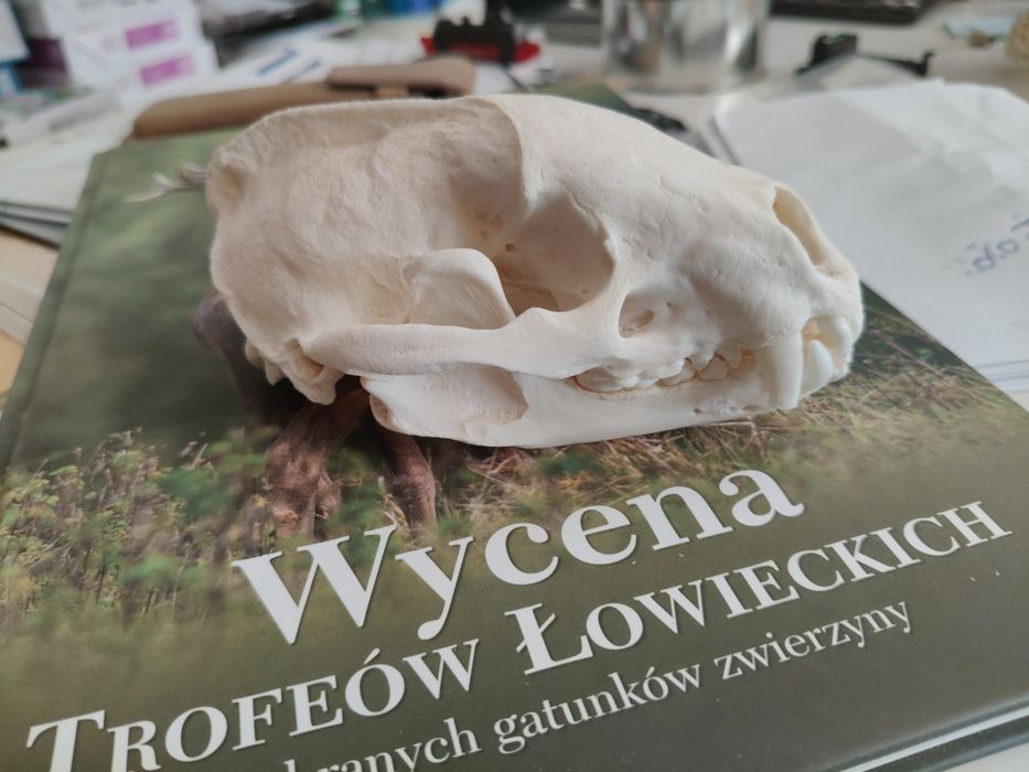 Czaszka Taxidermy Borsuka