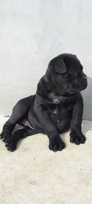 Продається Кане Корсо