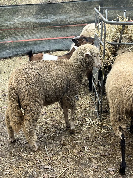 Vendo anha deste ano