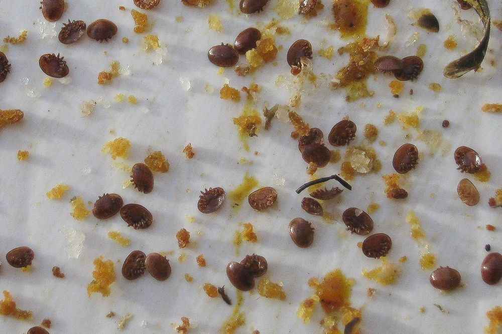 Tratamento para a Varroa