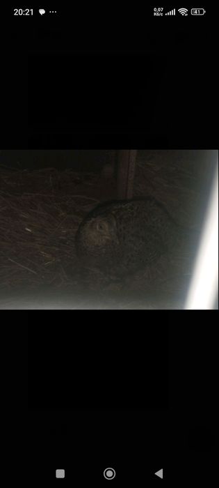 Продам пару фазанів