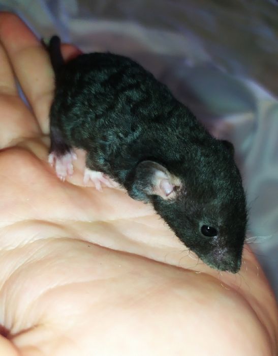 Продаж кучеряві Дамбо Рекс , Крыса, щур