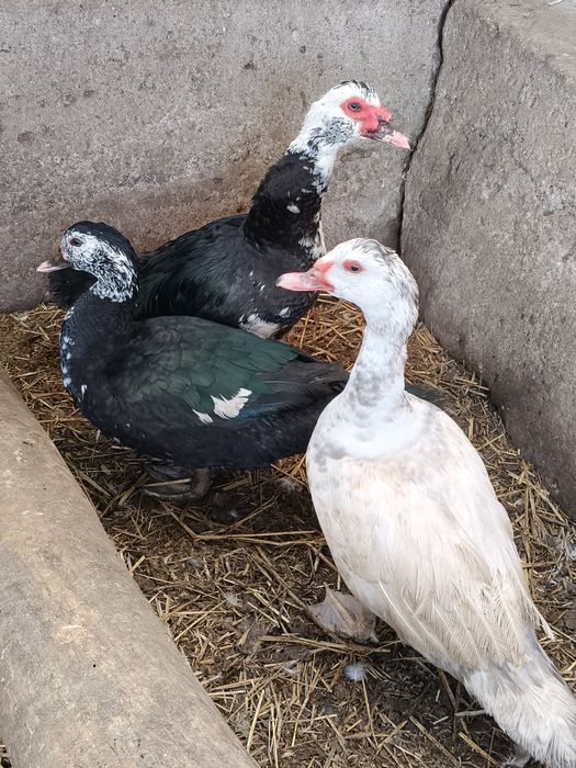 Sprzedam kaczki i kaczory francuskie