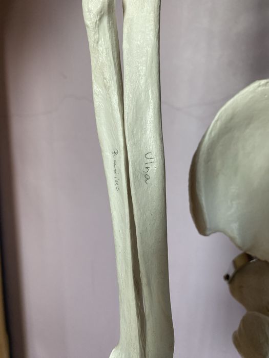 Szkielet człowieka model anatomiczny