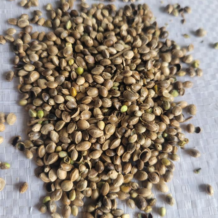 Konopie paszowe 20kg zbiór 2025