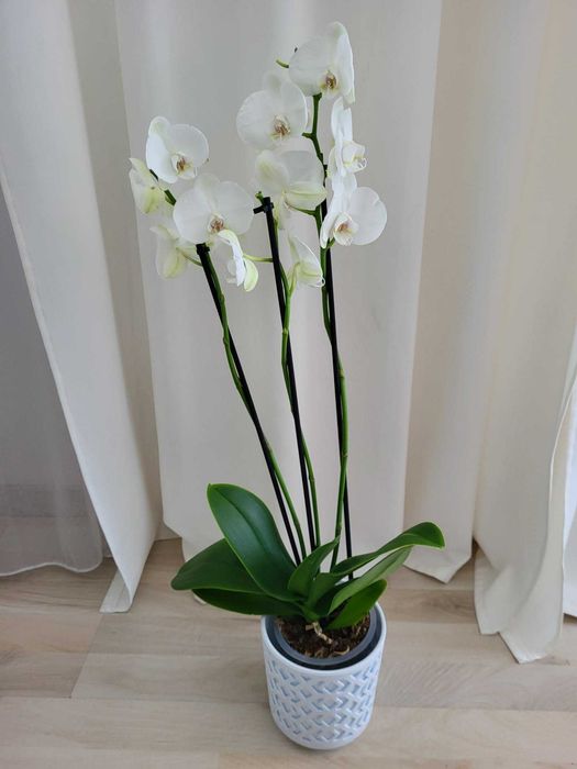 Storczyk 3-pędowy 70cm z don.