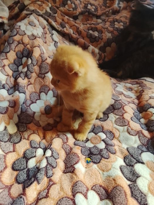 Кошенята Шотландські висловухі