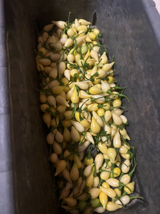 Nasiona papryki chupetinho white