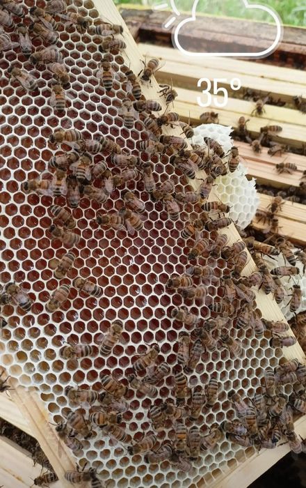 Miód spadziowy liściasty z wysyłką