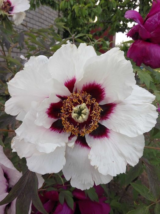 Корни пионов травянистые и древовидный.