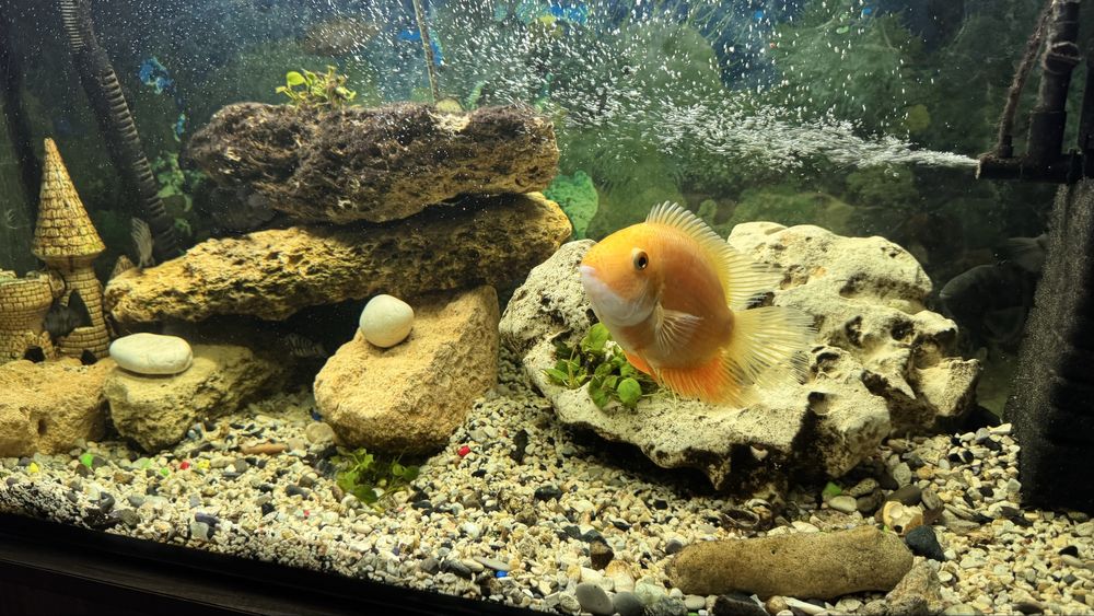 Продам аквариум 200 л