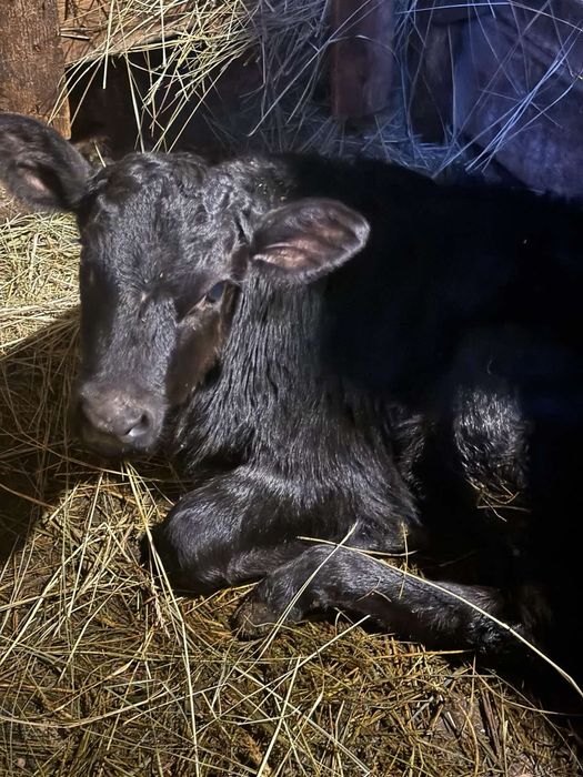 Продається теля місячне