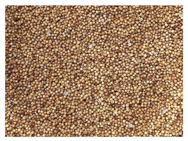 5kg Kolendra ziarno zanęta przynęta wędkarska karaś karp