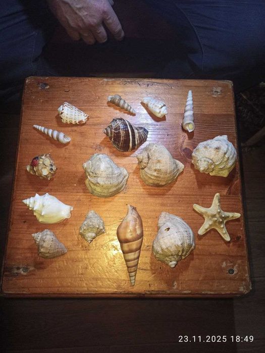 продам разные аквариумные ракушки