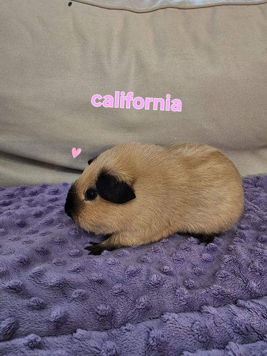 Świnka morska california