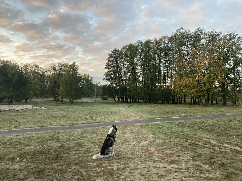 Перетримка,передержка, для котів та собак