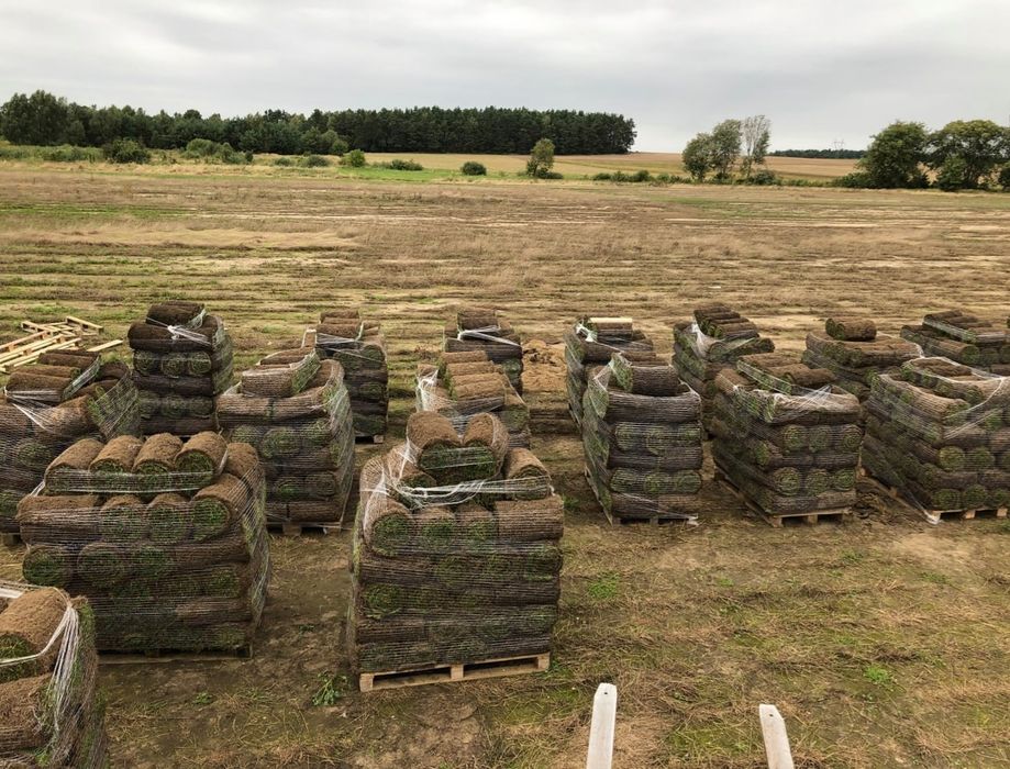 Trawa w rolce - PLANTACJA