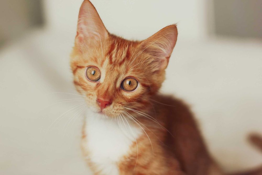 Grzech szuka domu! Fundacja "Stawiamy na Łapy"