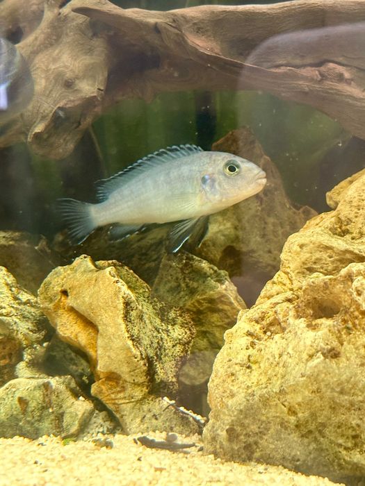 Pyszczaki niebieskie Pseudotropheus socolofi- młode rybki 3-5cm