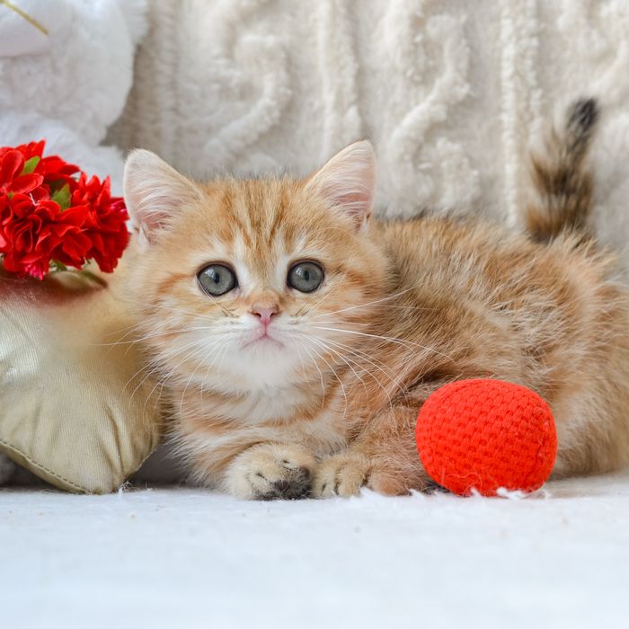 Шикарний котик золотий мармур