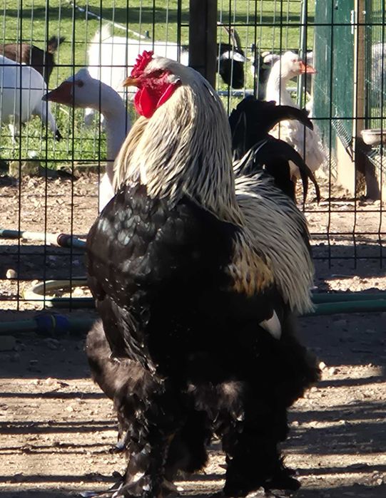 Galinhas jovens– Pekin Lavanda, Brahma e Padovana