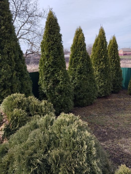Туя смарагд 60 см.