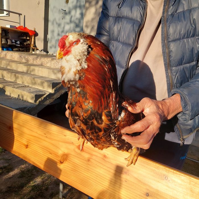 Півень, когут Орловська порода