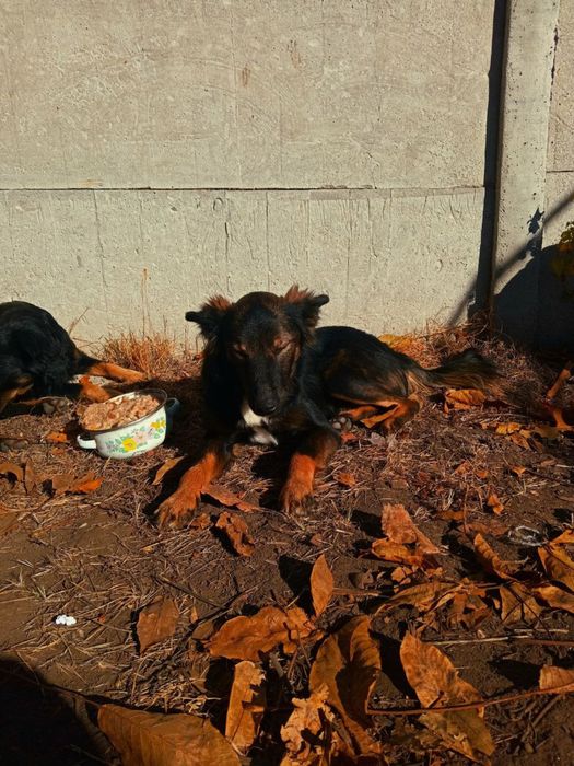 Домашние питомцы