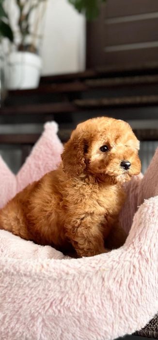 Pudelek sunia toy/ miniatura