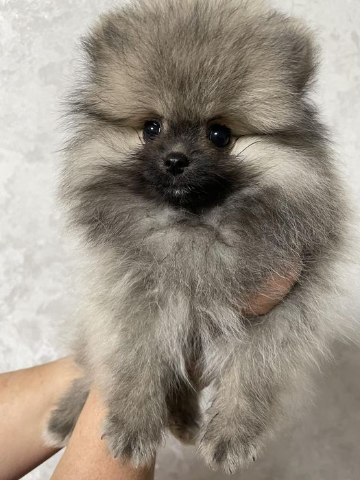 Померанський шпіц