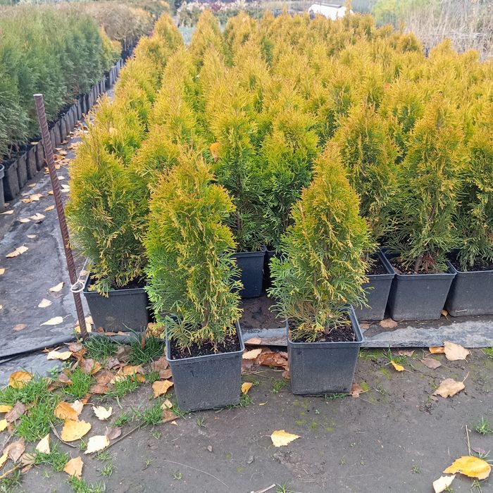 Туя Смарагд, Брабант, Колумна, Даника, Смарагд Голд, Міріам та ін.