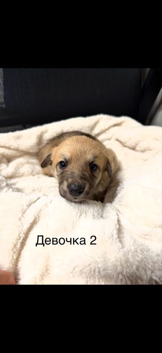 Люді добрі , допоможіть , благаю