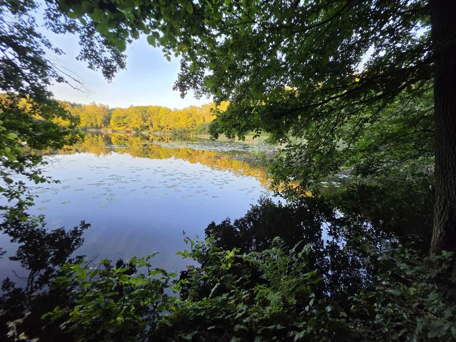 Działka leśna z linią brzegową - Widok 2