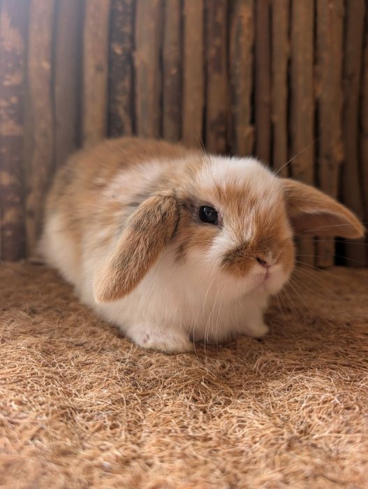 Mini lop, karzełki Teddy, króliczki miniaturki, baranki miniaturki