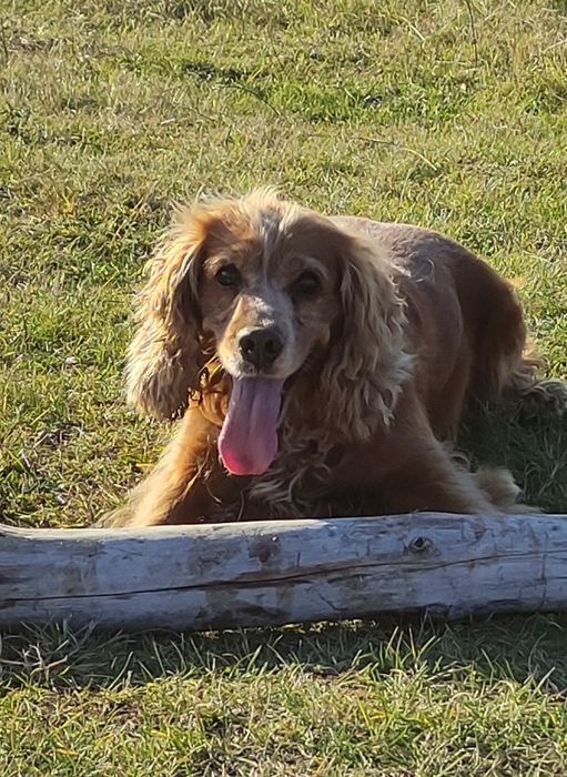 В'ЯЗКА Англійський кокер-спанієль