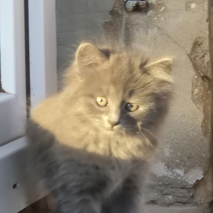 Котята /кошенята шукають дім