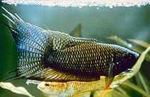 Paraiso Negro \ macropodus specti - agua fria