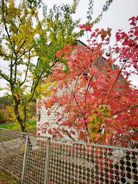 Гарна дача з доглянутою ділянкою 5 соток. Біля Чернігова с.Рижики (SP)