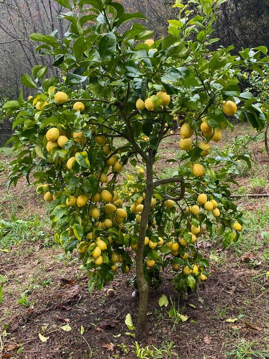 Laranjas Amares, Laranjas Umbigo, Laranjas da Baía, Limão, Tangerinas.