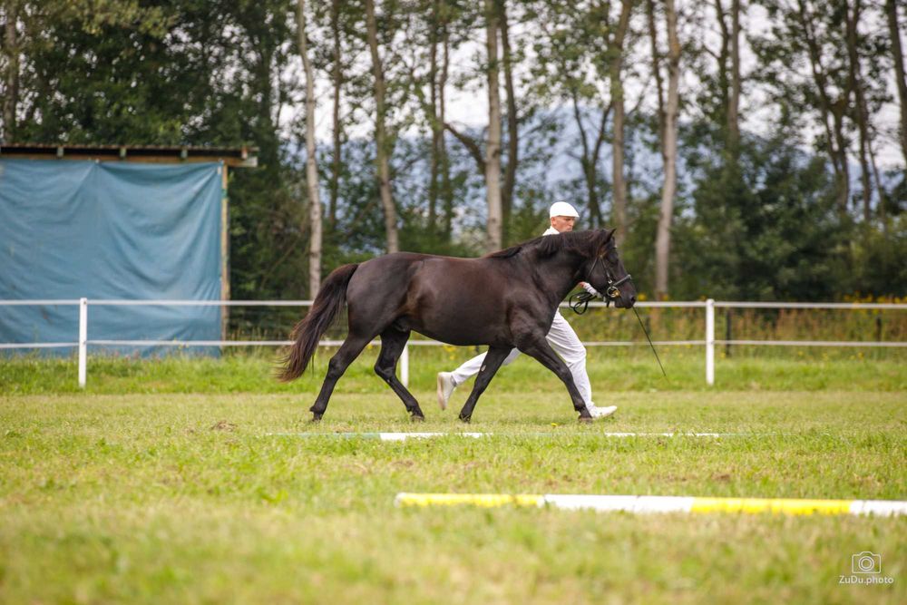 Stanówka ogierem Grymas-O huculskim krycie hucuł huculski ogier hucuł