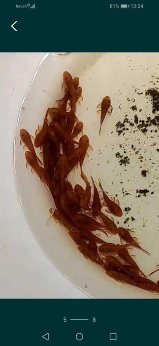 Zbrojnik glonojad czerwony super red ancistrus