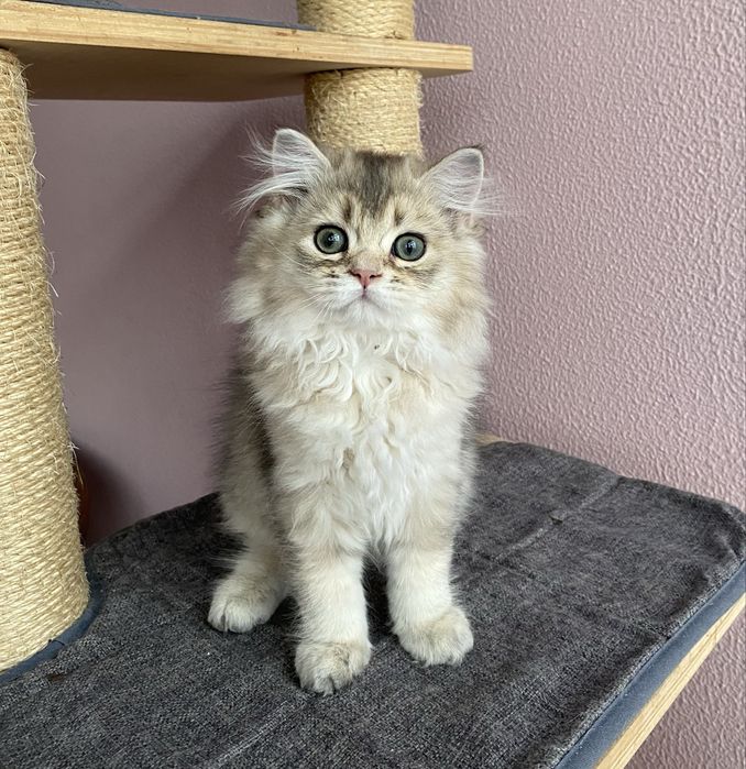 Gato British Longhair Golden