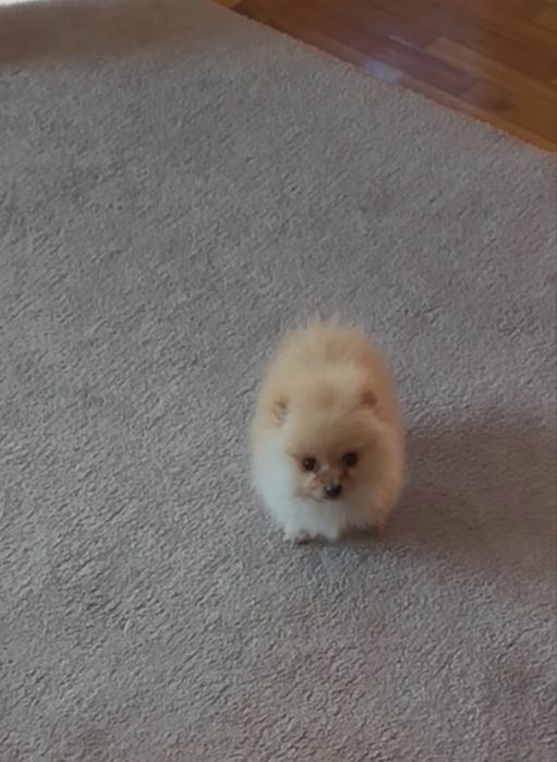 Spitz alemao menina super mini