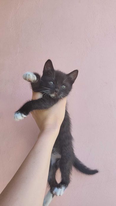 Мила муркотушка шукає свою родину
