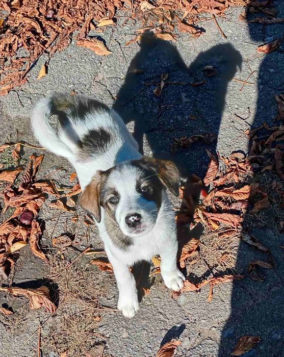 Отдадим в добрые руки щенков