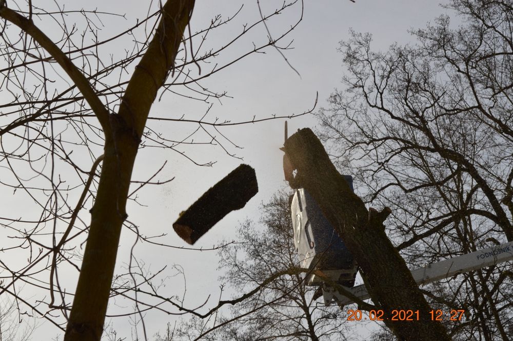 Wycinka drzew, pielęgnacja drzew, korekta drzew