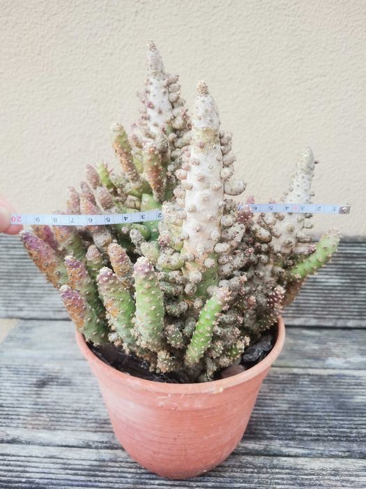 Vaso com vários cactos