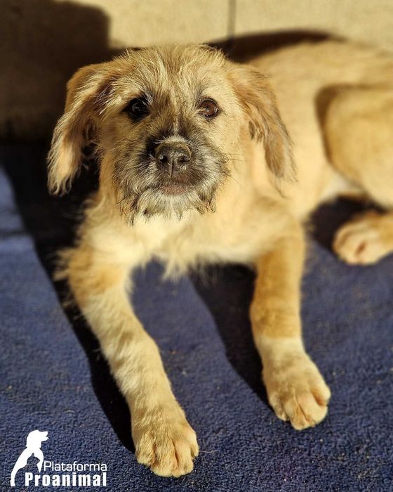 TUFINHA - Cadelinha bebe para adoção!