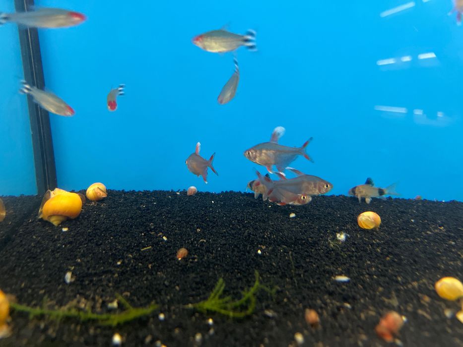 Tetra White Fin oraz Rhodostomus / Zwinnik Czerwonousty